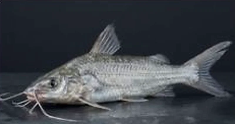Ayer (long-whiskered catfish)