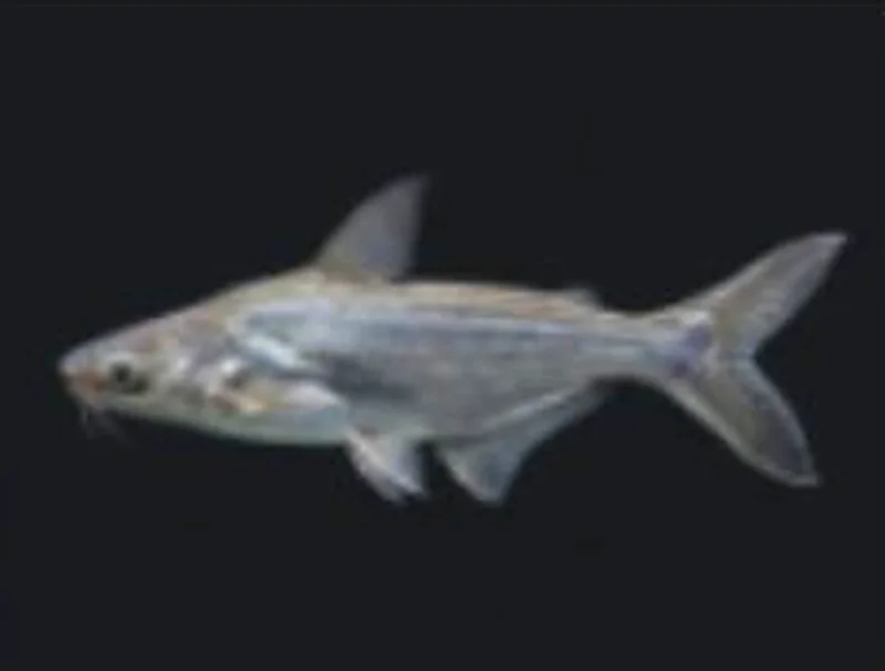 Basa (Pangas, Pangush)