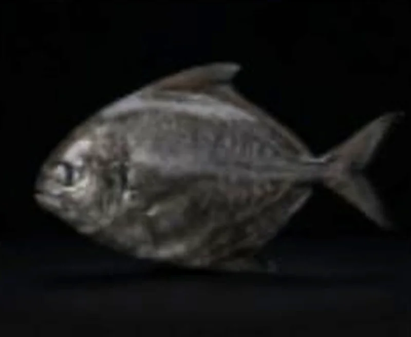 Black pomfret