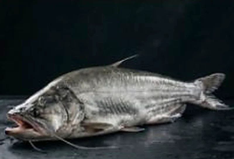 Boal (wallago catfish)
