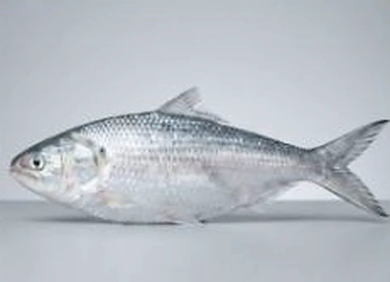 Hilsa (Ilish)