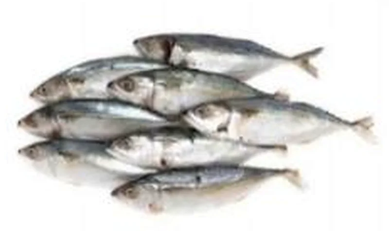 Indian mackerel
