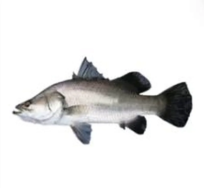 Koral (Asian sea bass, bhetki)