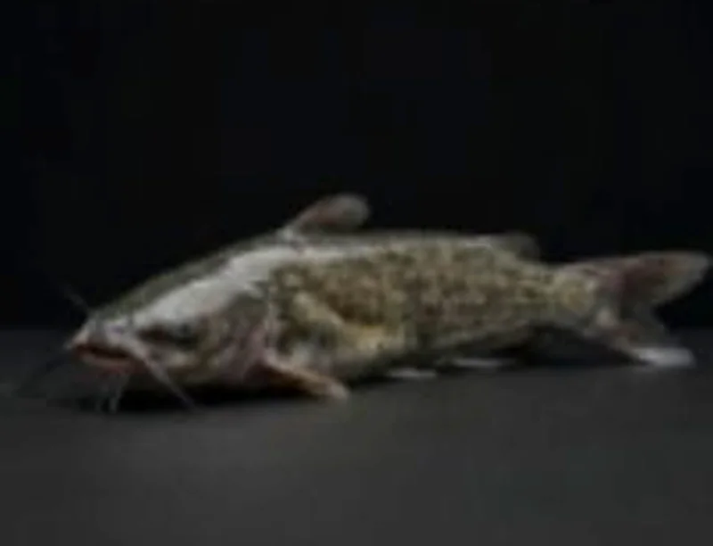 Magur (catfish)
