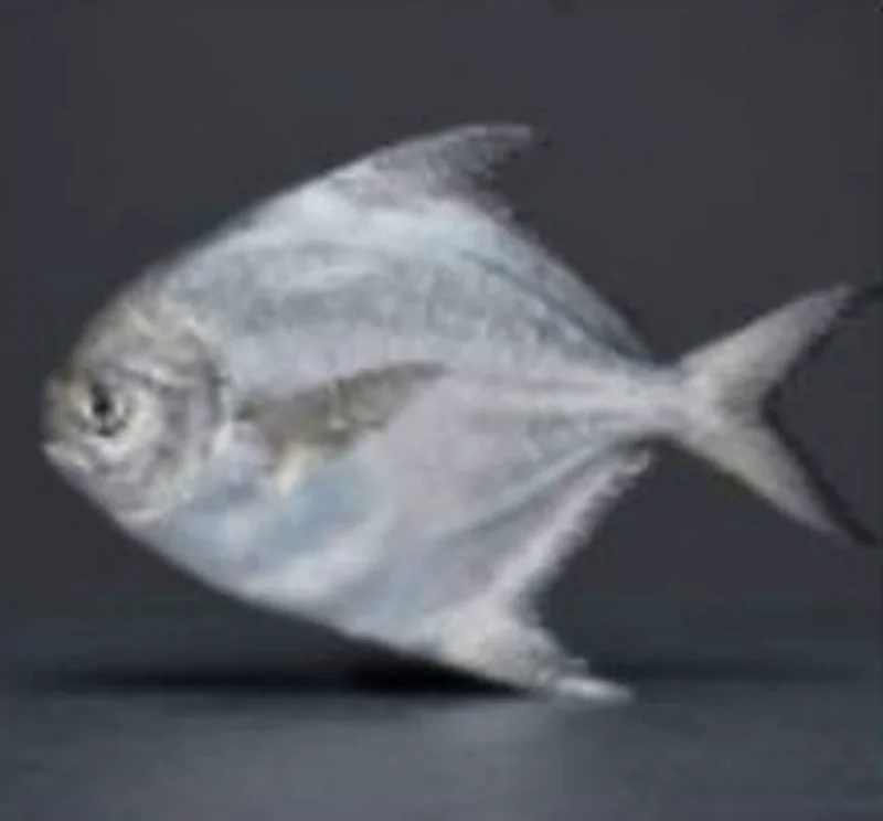 Silver pomfret (Rupchanda)