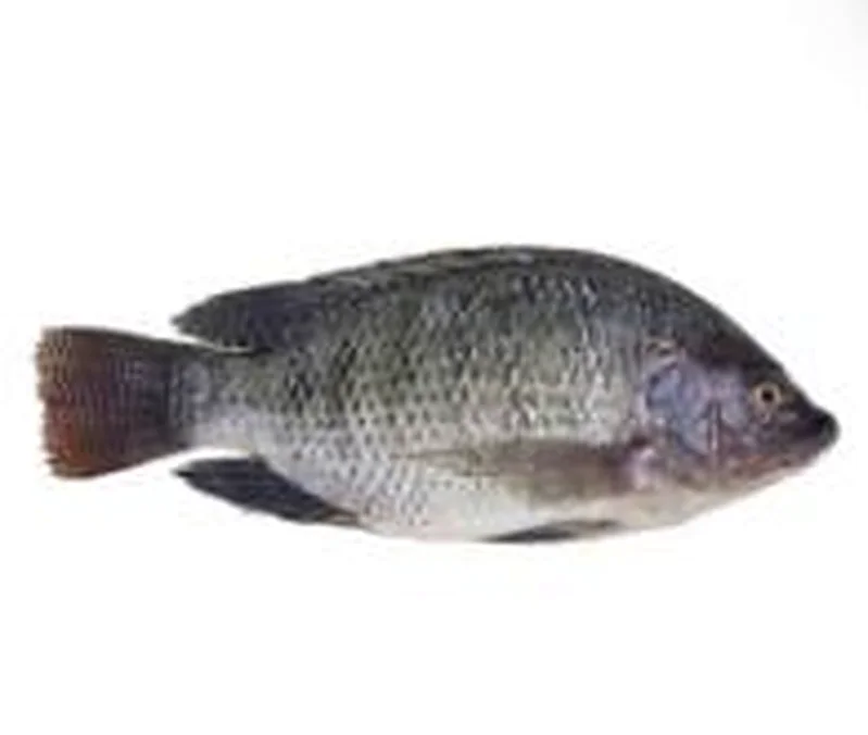 Tilapia